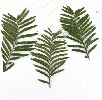 120pcs Presate Uscat Metasequoia glyptostroboides Frunze de Plante Ierbar Pentru a Face Bijuterii Machiaj face carte Poștală Cadru Caz de Telefon