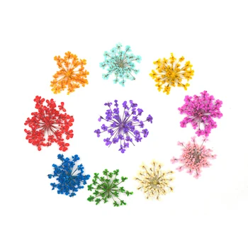 DF003 DIY 11 Culori Dantelă Flori Uscate Naturale Reale Apăsați Plante Uscate Pentru Bijuterii Rășină Ambarcațiuni de Unghii de Arta